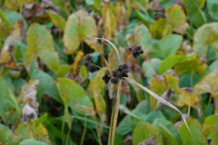Scirpus atrovirens
