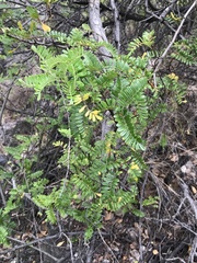 Osteomeles anthyllidifolia