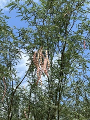 Prosopis articulata