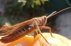 Chorthippus biguttulus