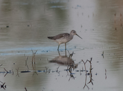 Tringa stagnatilis