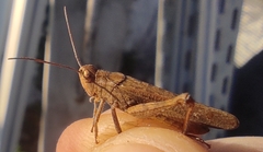 Chorthippus biguttulus