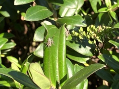 Oxyopes gracilipes
