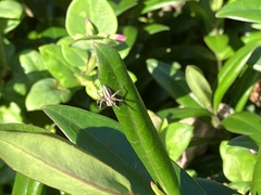 Oxyopes gracilipes