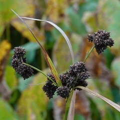 Scirpus atrovirens