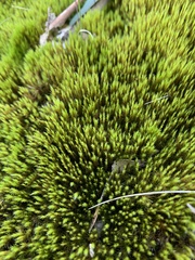 Campylopus introflexus