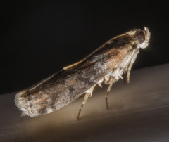 Sciota rubrisparsella