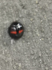 Chilocorus bipustulatus