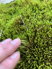 Campylopus introflexus