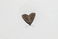 Idia diminuendis