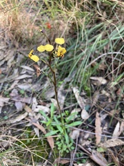 Diuris