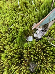 Campylopus introflexus