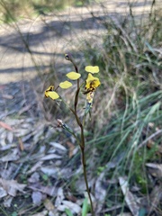 Diuris