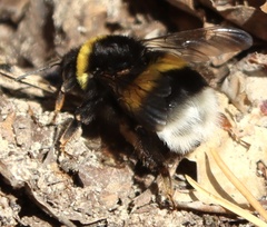 Bombus lucorum