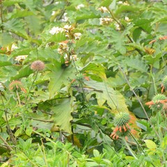 Lichmera indistincta