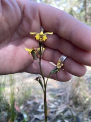 Diuris