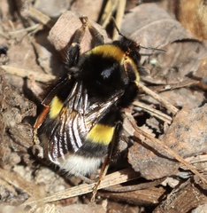 Bombus lucorum