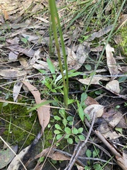 Diuris