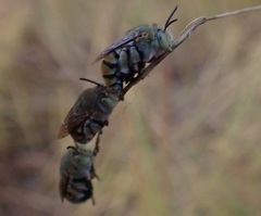 Amegilla aeruginosa