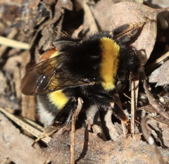 Bombus lucorum