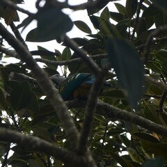 Ptilinopus magnificus