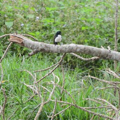 Rhipidura leucophrys