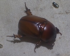 Hyphoryctes maculatus