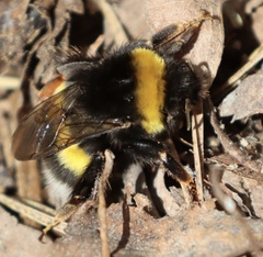 Bombus lucorum