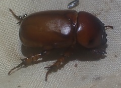 Hyphoryctes maculatus