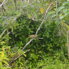 Cincloramphus timoriensis