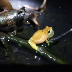Tlalocohyla smithii