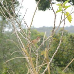 Cincloramphus timoriensis