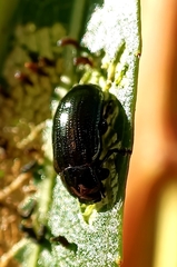 Phratora