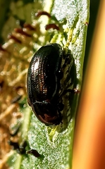 Phratora