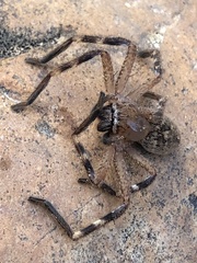 Neosparassus calligaster