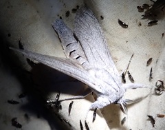 Endoxyla edwardsorum