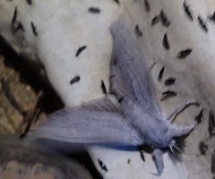 Endoxyla edwardsorum