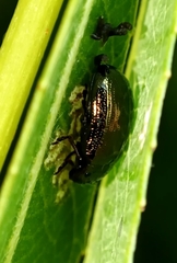Phratora