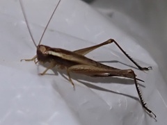 Tettigonioidea