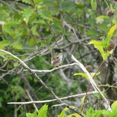 Malurus melanocephalus