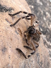 Neosparassus calligaster