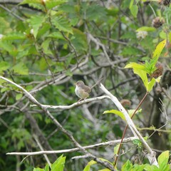 Malurus melanocephalus