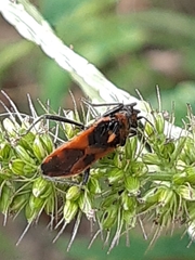 Corizus hyoscyami