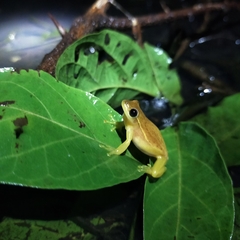 Tlalocohyla smithii