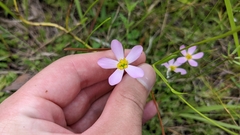 Sabatia campanulata