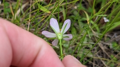 Sabatia campanulata