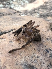 Neosparassus calligaster