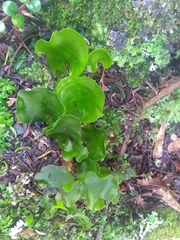 Hymenophyllum nephrophyllum