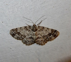 Myrioblephara