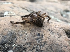 Neosparassus calligaster